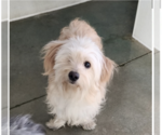 Small Mutt