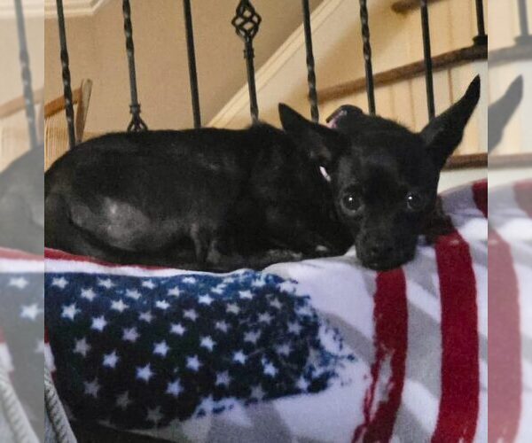 Medium Photo #1 Chihuahua Puppy For Sale in Spring Lake, NC, USA