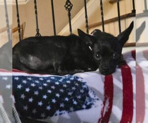 Chihuahua Dogs for adoption in Spring Lake, NC, USA