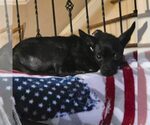 Small Chihuahua
