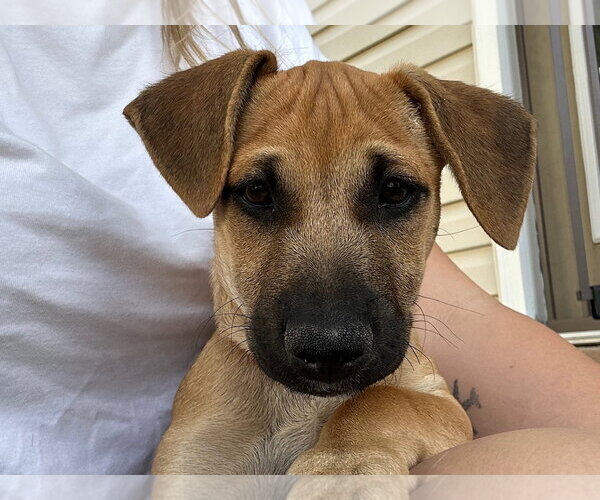Medium Photo #2 Mutt Puppy For Sale in Sandy, UT, USA