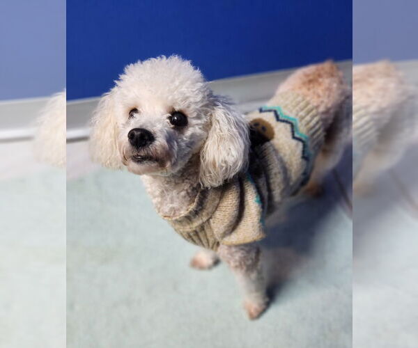 Medium Photo #1 Mutt Puppy For Sale in Walnutport, PA, USA