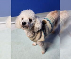 Mutt Dogs for adoption in Walnutport, PA, USA