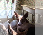 Small #3 American Pit Bull Terrier Mix