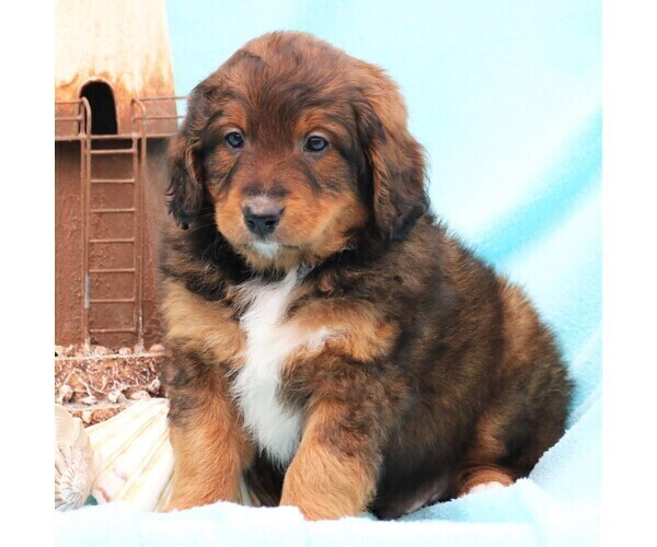Medium Photo #3 Miniature Bernedoodle Puppy For Sale in GORDONVILLE, PA, USA