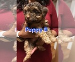 Puppy Puppy 2 Yorkshire Terrier