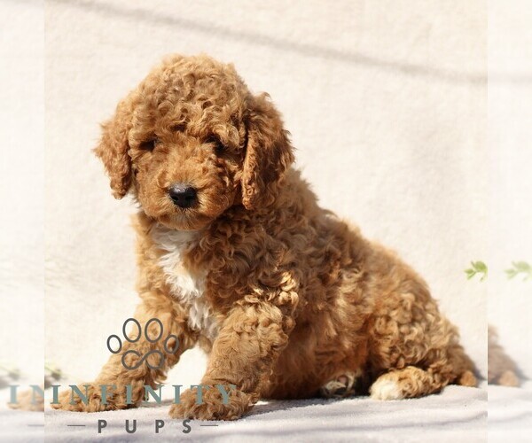 Medium Photo #4 Goldendoodle (Miniature) Puppy For Sale in EPHRATA, PA, USA