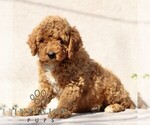 Small #3 Goldendoodle (Miniature)