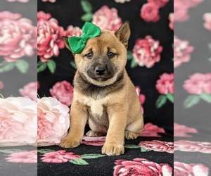 Shiba Inu Puppy for sale in KIRKWOOD, PA, USA