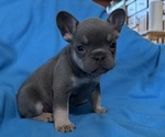 Puppy Puppy 1 French Bulldog