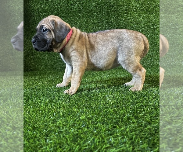 Medium Photo #1 Presa Canario Puppy For Sale in MOUNTAIN RANCH, CA, USA