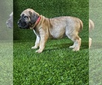 Small Presa Canario