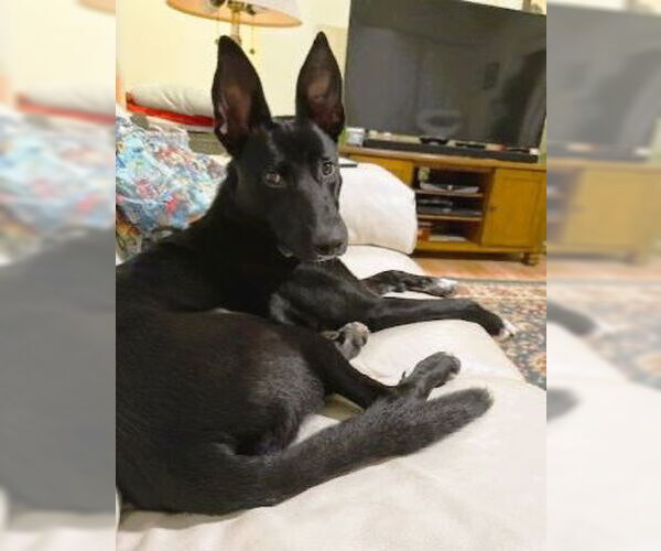 Medium Photo #2 Australian Kelpie-Unknown Mix Puppy For Sale in Mt. Laurel, NJ, USA