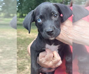 Labrador Retriever-Unknown Mix Dogs for adoption in FRAMINGHAM, MA, USA