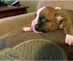 Boxer Puppy for sale in BREMEN, KY, USA