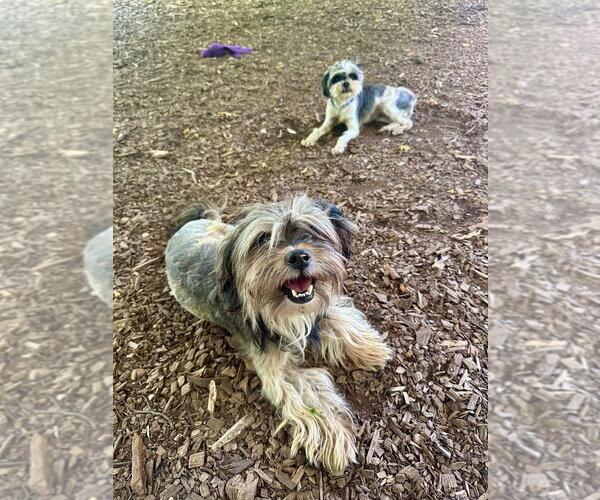 Medium Photo #1 Shih Tzu Puppy For Sale in Lawrenceville, NJ, USA