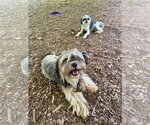 Small Shih Tzu