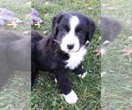 Puppy Puppy 2 Male Bordernese