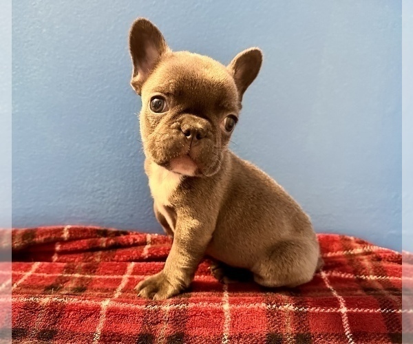 Medium Photo #2 French Bulldog Puppy For Sale in ASHBURNHAM, MA, USA