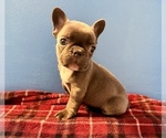 Small Photo #2 French Bulldog Puppy For Sale in ASHBURNHAM, MA, USA
