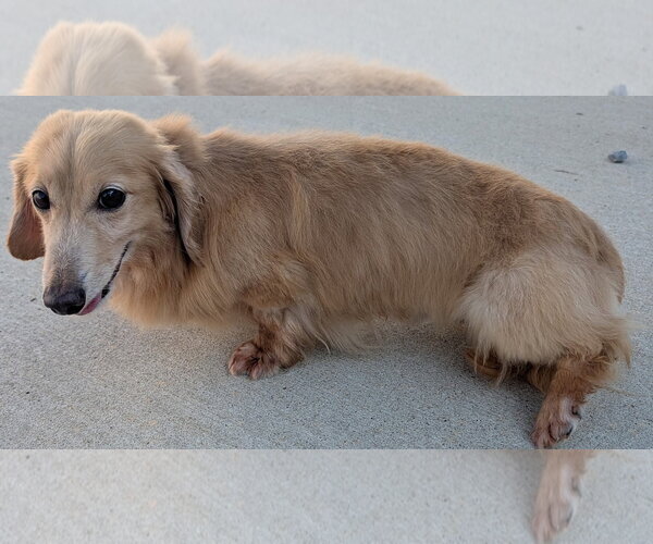 Medium Photo #6 Dachshund Puppy For Sale in Shelbyville, TN, USA