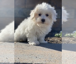 Coton de Tulear Puppy for sale in CANOGA, NY, USA