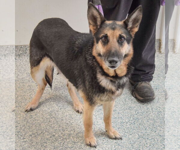 Medium Photo #4 German Shepherd Dog Puppy For Sale in Huntley, IL, USA