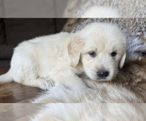 Golden Retriever Puppy for sale in FORDLAND, MO, USA