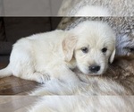 Image preview for Ad Listing. Nickname: Cody