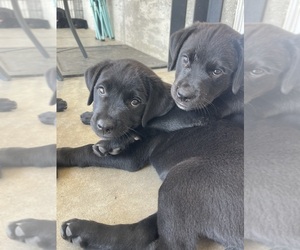 Golden Retriever-Rottweiler Mix Puppy for sale in MARION, KS, USA