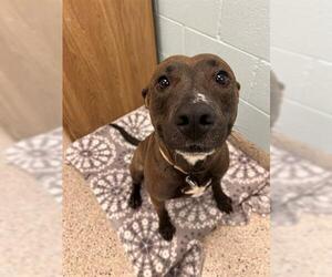 American Pit Bull Terrier-Unknown Mix Dogs for adoption in Brighton, CO, USA