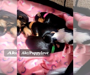 Yorkshire Terrier Puppy for Sale in HARKER HEIGHTS, Texas USA