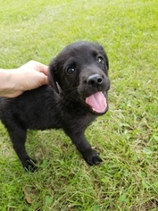 Labrador Retriever Puppy for sale in ASHLAND, MO, USA