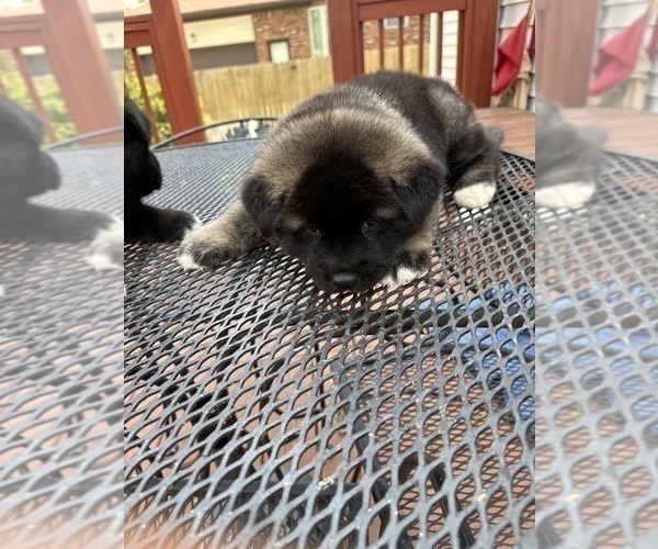 Medium Photo #5 Akita Puppy For Sale in LOUISVILLE, KY, USA