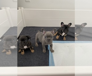French Bulldog Puppy for sale in PORTLAND, OR, USA