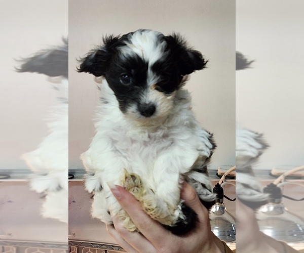Medium Photo #3 Cavachon Puppy For Sale in ROANOKE, IL, USA