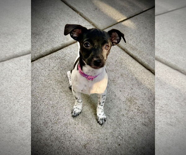 Medium Photo #3 Dachshund-Unknown Mix Puppy For Sale in Oakley , CA, USA