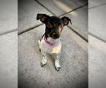 Small #2 Dachshund Mix