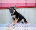 Small #2 German Shepherd Dog
