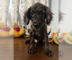 Litter of 4 - Male(s) and Female(s) Cockapoo (Miniature)Litter of Puppies for Sale - Photo #37