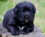 Small #3 Bernese Mountain Dog-Labrador Retriever Mix