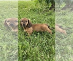 Small Photo #4 Dachshund Puppy For Sale in CANOGA, NY, USA