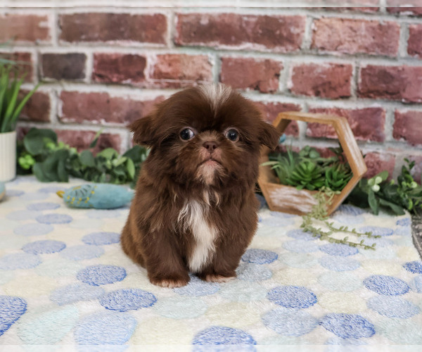 Medium Photo #4 Shih Tzu Puppy For Sale in SYRACUSE, IN, USA