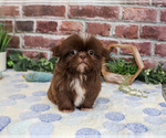 Small Photo #4 Shih Tzu Puppy For Sale in SYRACUSE, IN, USA