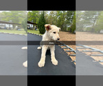 Small #1 German Shepherd Dog