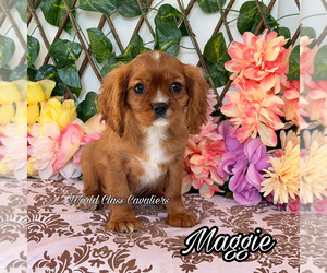 Cavalier King Charles Spaniel Puppy for sale in MIAMI, FL, USA