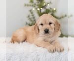 Small #2 Golden Retriever