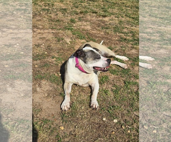 Medium Photo #5 American Bulldog-American Staffordshire Terrier Mix Puppy For Sale in Lakemont, GA, USA