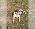 Small #4 American Bulldog-American Staffordshire Terrier Mix