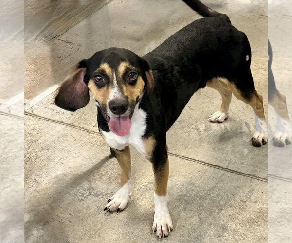 Medium Photo #2 Beagle-Unknown Mix Puppy For Sale in Batavia, OH, USA